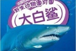科普爆料大白鲨视频,大白鲨惊悚瞬间大揭秘