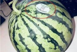 佛山网红吃瓜,揭秘幕后故事与热门话题