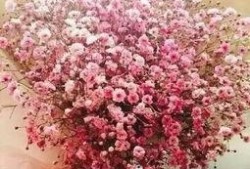 扒叔爆料满天星视频大全,满天星视频大全背后的精彩故事