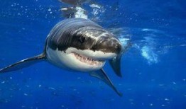 科普爆料大白鲨视频,大白鲨惊悚瞬间大揭秘