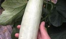 网红吃的软瓜叫什么,软瓜的独特风味与魅力