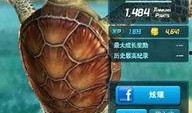 红海龟在线观看,探寻深海奇遇的神秘之旅
