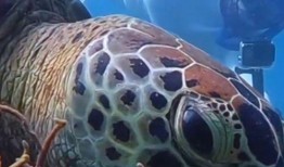 红海龟在线观看,探寻深海奇遇的神秘之旅